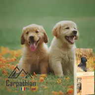 Puiul tău de câine merită o hrană de calitate
