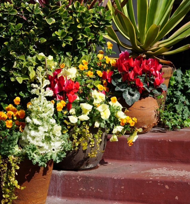 Tipuri de ghivece de flori pe care le poti alege pentru interiorul casei tale
